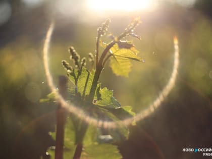 Владелец винодельни «Мысхако» за 1 миллиард рублей купил «Вина Лефкадии»