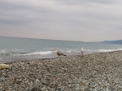 О качестве морской воды Азово-Черноморского побережья