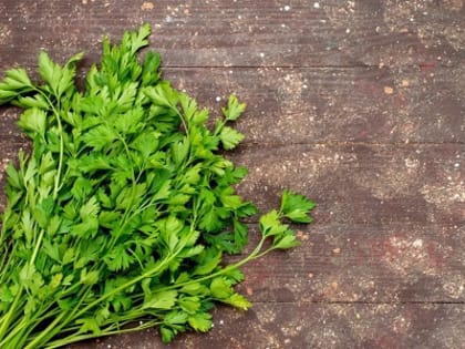 В Краснодаре появится Центр зеленых культур