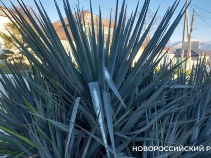 2023 год в Новороссийске был на 1,5 градуса теплее нормы