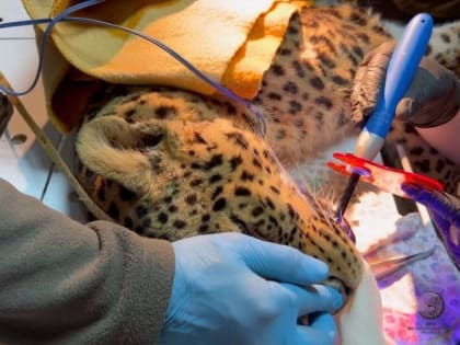 В Сочи леопарды посетили стоматолога