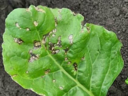 Бактериальная пятнистость на листьях сахарной свеклы