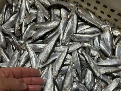 Новороссийскую хамсу проверяют на безопасность в Москве