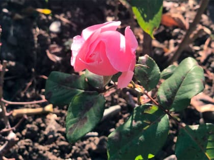 К лету преобразятся розарии на площади флага в Сочи