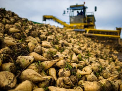 Умеренное подорожание сахара в Кубани
