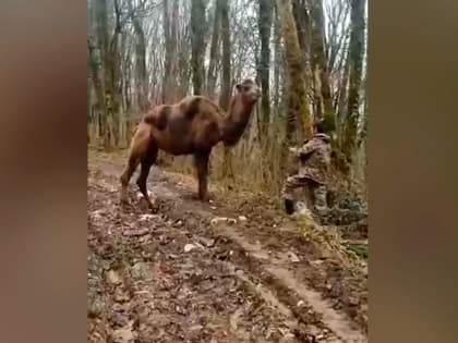 В Сочи нашли сбежавшего верблюда, брошенного в сафари-парке