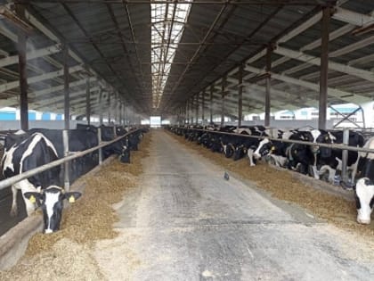 В Усть-лабинском районе открыли новый корпус для крупного рогатого скота