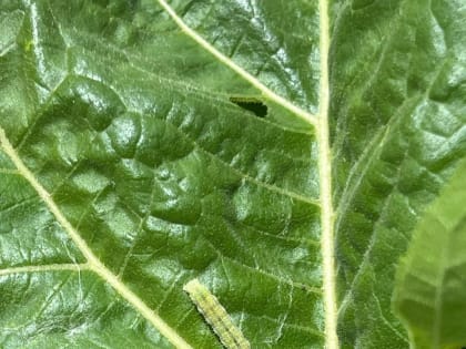 Хлопковая совка