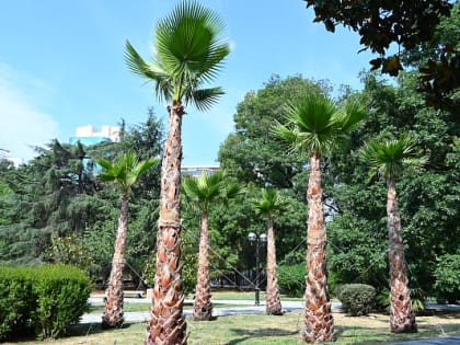 В Сочи в 2024 году объем расходов на компенсационное озеленение вырос в 5 раз