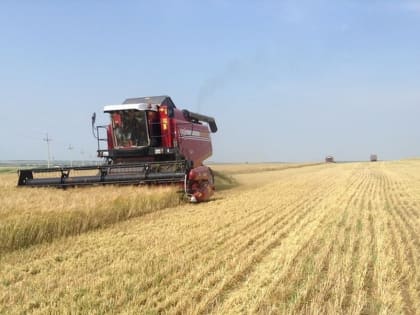 В Красноармейском районе дождливые весна и начало лета сказались на урожайности пшеницы и ячменя