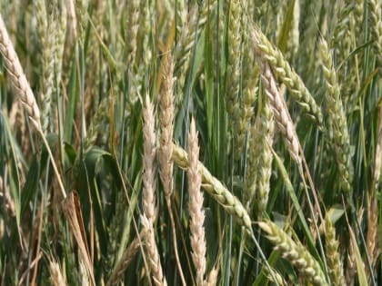 Внимание! Офиоболезная гниль на посевах озимых колосовых