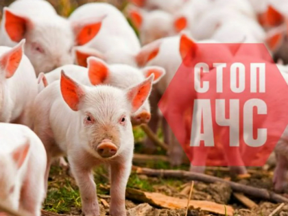 Африканская чума свиней
