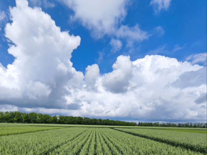 Состоявшийся в НПХ “Калинина” семинар «День поля-2023» расширит масштабы сотрудничества аграриев и селекционеров