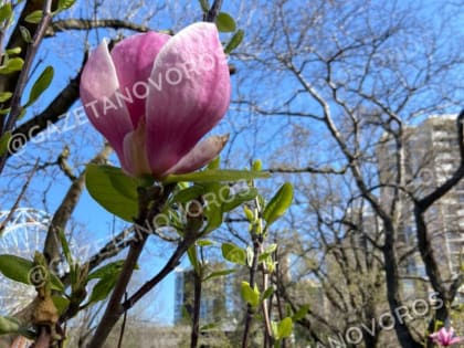 В парке Фрунзе Новороссийска зацвела магнолия