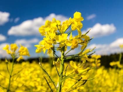Экспорт рапсового масла с Кубани в Китай за 2022 год вырос в 3 раза