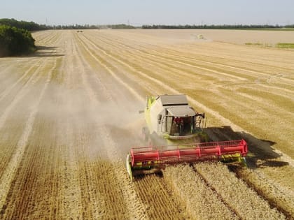 К жатве озимого ячменя приступили 15 районов Кубани