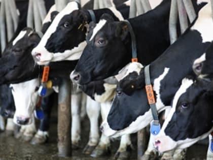 Субсидии сельхозпроизводителям