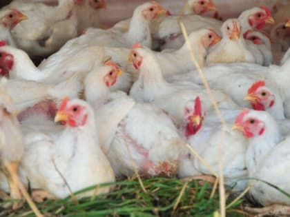 О соблюдении правил по содержанию птицы