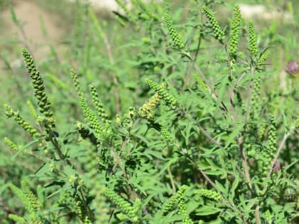 Более 5 тысяч гектаров сорной растительности выкосили в Краснодаре