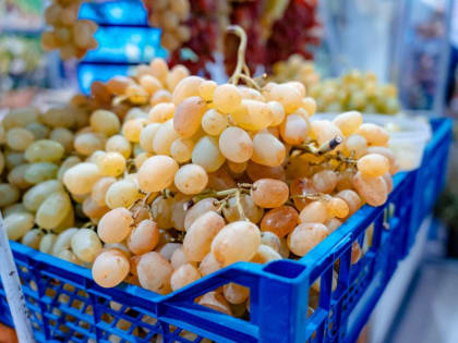 Засуха на Кубани: жара влияет на урожай винограда и плодовых культур