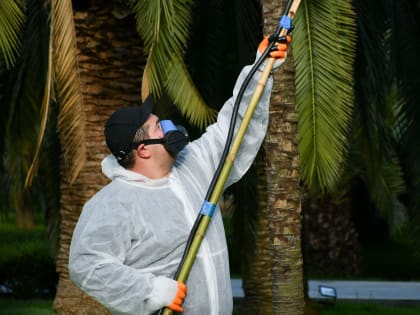 В Сочи началась сезонная обработка пальм от вредителей