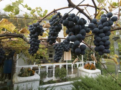 «Кубань-Вино» пытается снять арест с активов после завершения судов с Генпрокуратурой