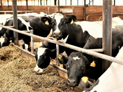 За 3,5 года сельскохозпредприятия края – участники нацпроекта показали самый высокий рост производительности труда – 165%