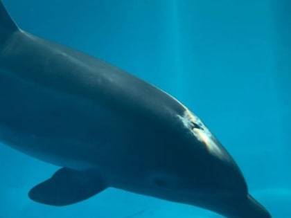 Найденный на побережье Крыма дельфин идет на поправку