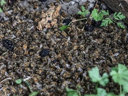 Установлена причина массовой гибели пчел в Брюховецком районе