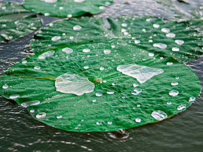 Кубань ожидают длительные дожди