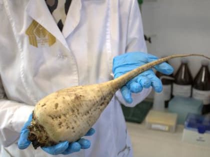 Качество сахарной свеклы в Краснодарском крае соответствует стандартам