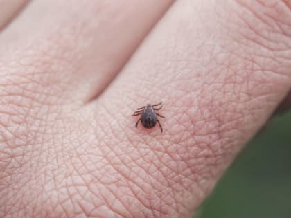 Клещи отступают?