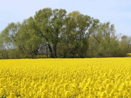 Кубань в три раза увеличила экспорт рапсового масла в Китай