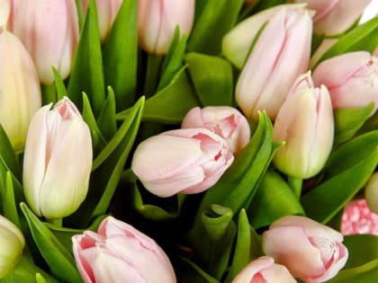 Вениамин Кондратьев поздравил жительниц Кубани с Международным женским днем