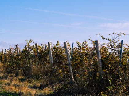 На Ставрополье построят винодельню за 60 млн рублей