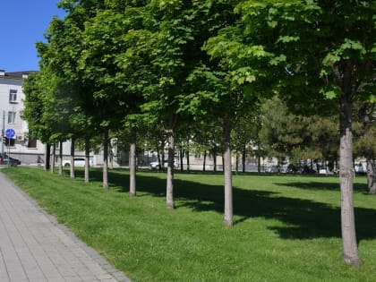 В Новороссийске люди годами ждут, когда спилят старые деревья