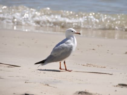 Все пробы морской воды и песка на пляжах Ейского района соответствуют гигиеническим нормативам