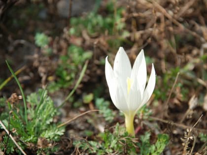 В горах Сочи расцвели шафраны