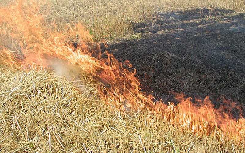 Сжигание стали. Сжигание сухой растительности. Выжигание сухой растительности. Пожары на сельхоз землях. Горение травы на поле.