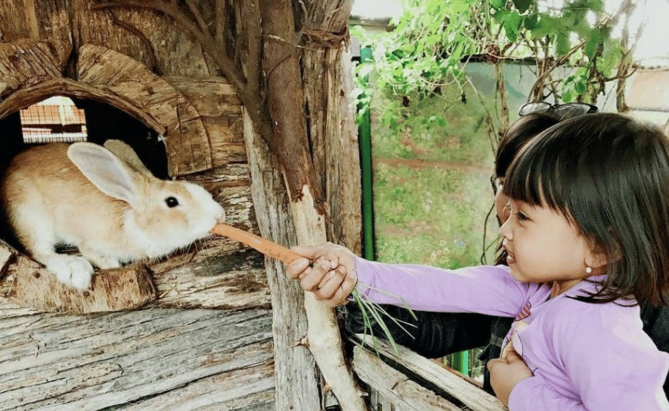 Rabbit Feeding