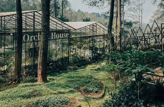 Koleksi Anggrek