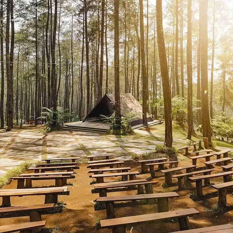 Hutan Pinus