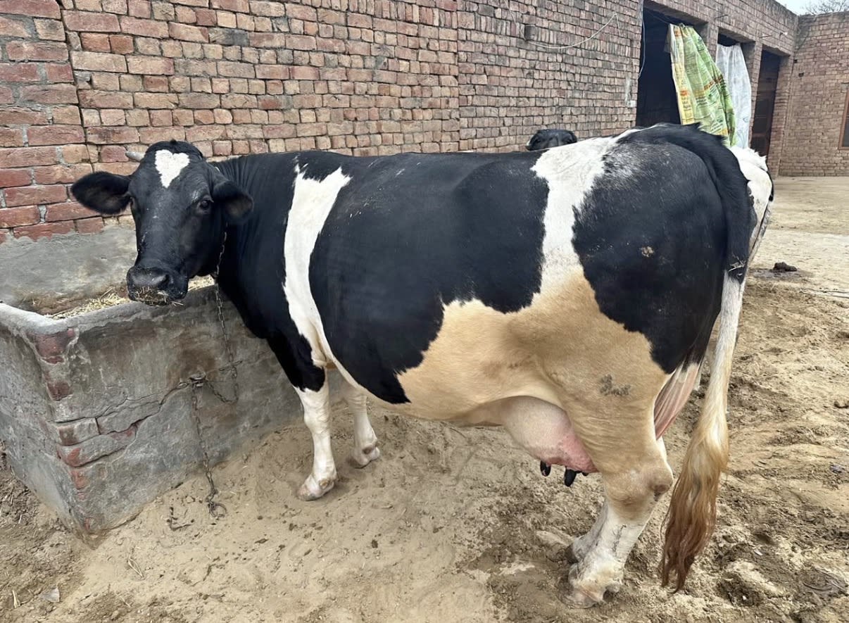 HF Cow for sale in Talwandi Sabo, Punjab 151302, India, Punjab | ₹60000