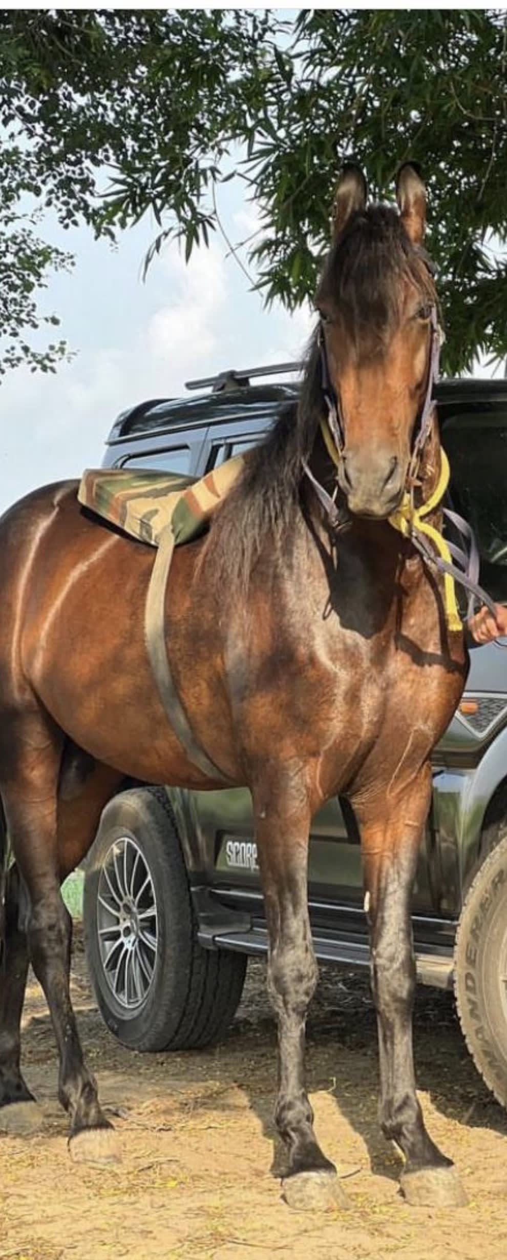 ‘Waris’ Stallion Majhuke line  in Thulewal, Punjab 148025, India, Punjab | ₹5100