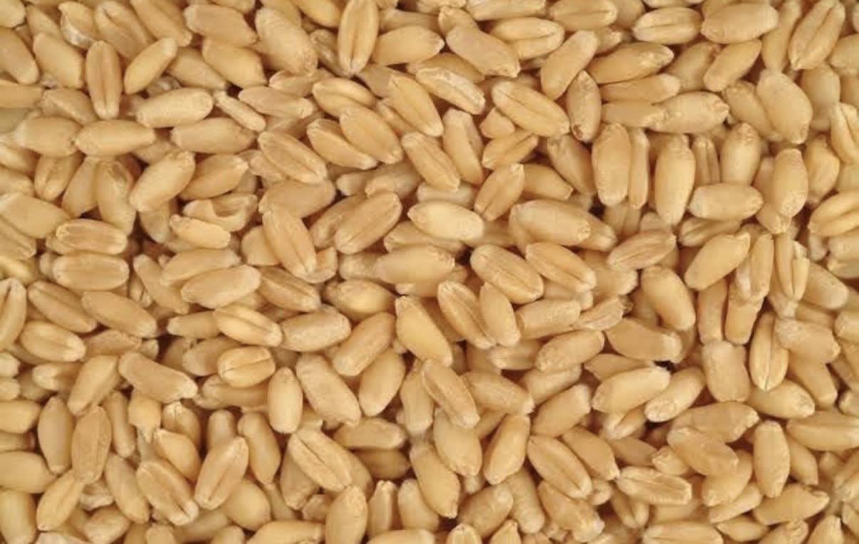 Organic Wheat  in Bathinda, Punjab, India, Punjab | PunjabsList