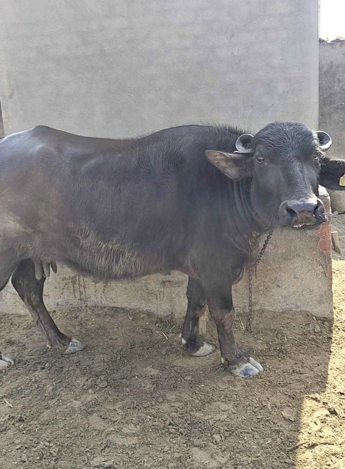 Buffalo for sale  in Talwandi Sabo, Punjab 151302, India, Punjab | ₹100000