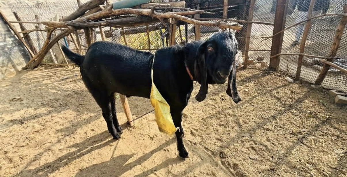 Male goat for sale in Barnala, Punjab 148101, India, Punjab | ₹45000