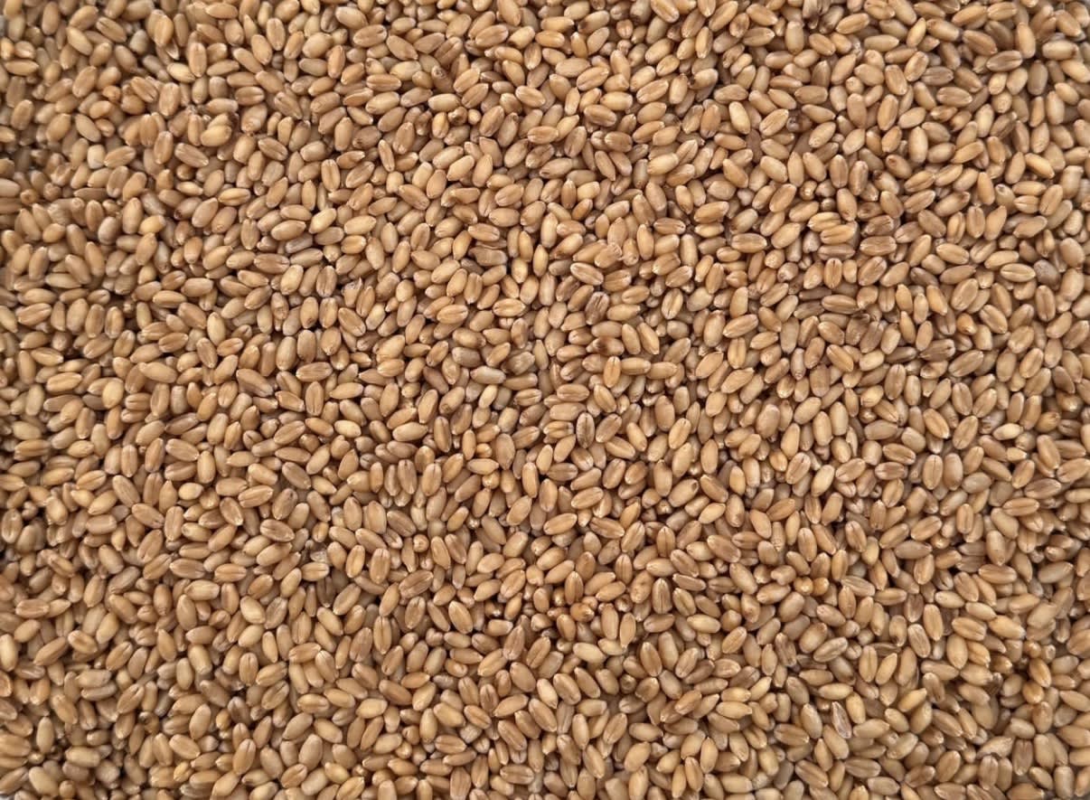 Organic wheat in Rampura Phul, Punjab, India, Punjab | PunjabsList