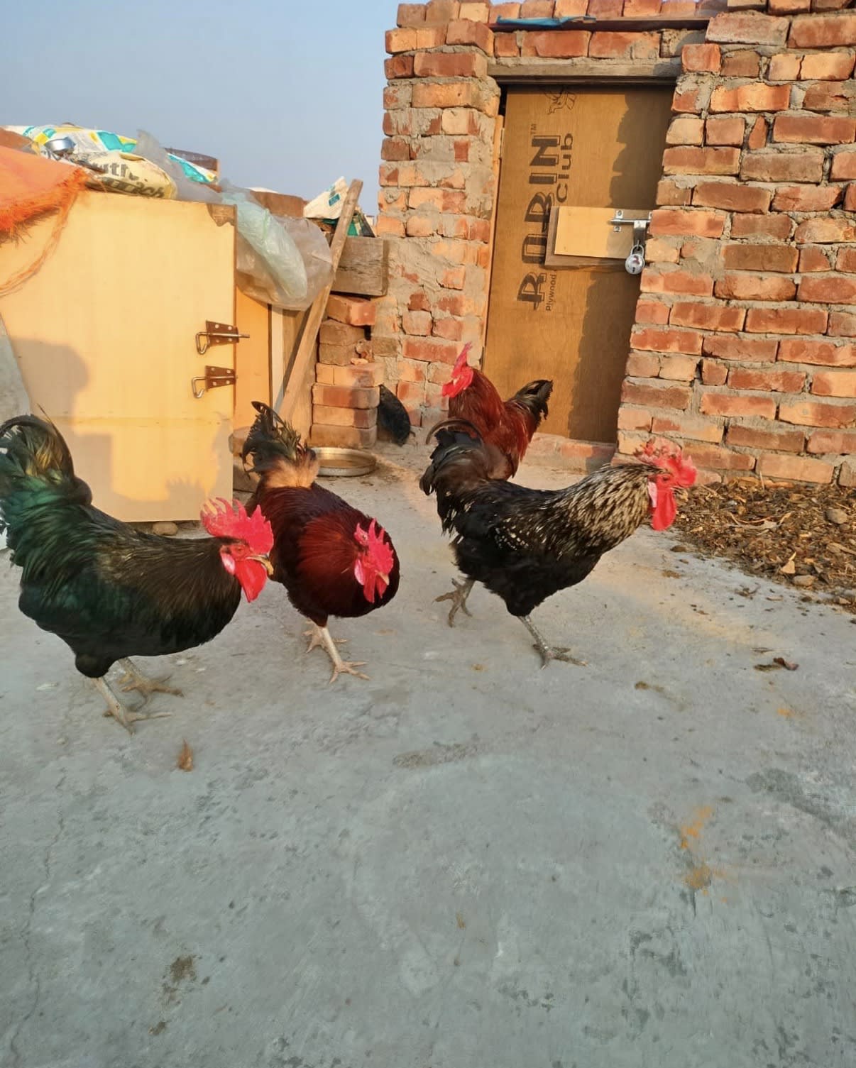 Desi chicken in Sector 13, Chandigarh, India, Punjab | ₹500