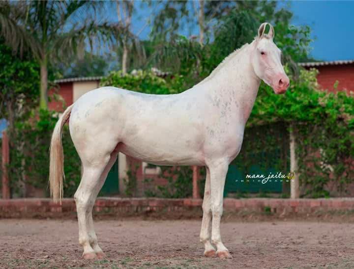 Uday Studfarm in Sahibzada Ajit Singh Nagar, Punjab, India, Punjab | PunjabsList